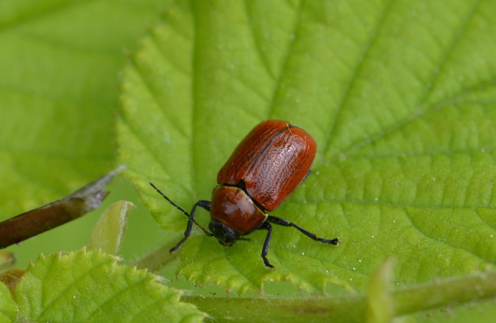 Cryptocephalus coryli - Chrysomelidae
